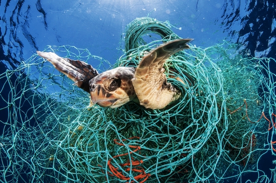 Credit Line Jordi Chias naturepl.com  Loggerhead turtle trapped in an ab...