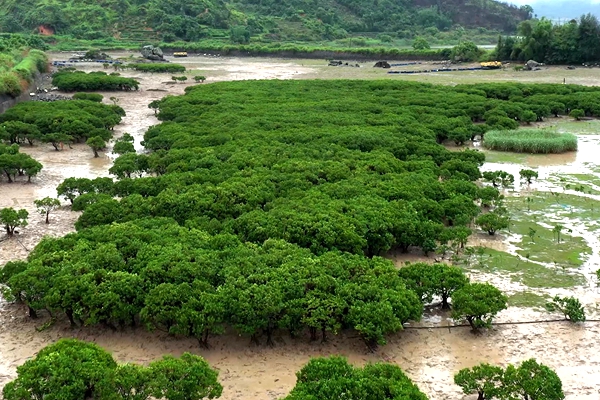 原生红树林